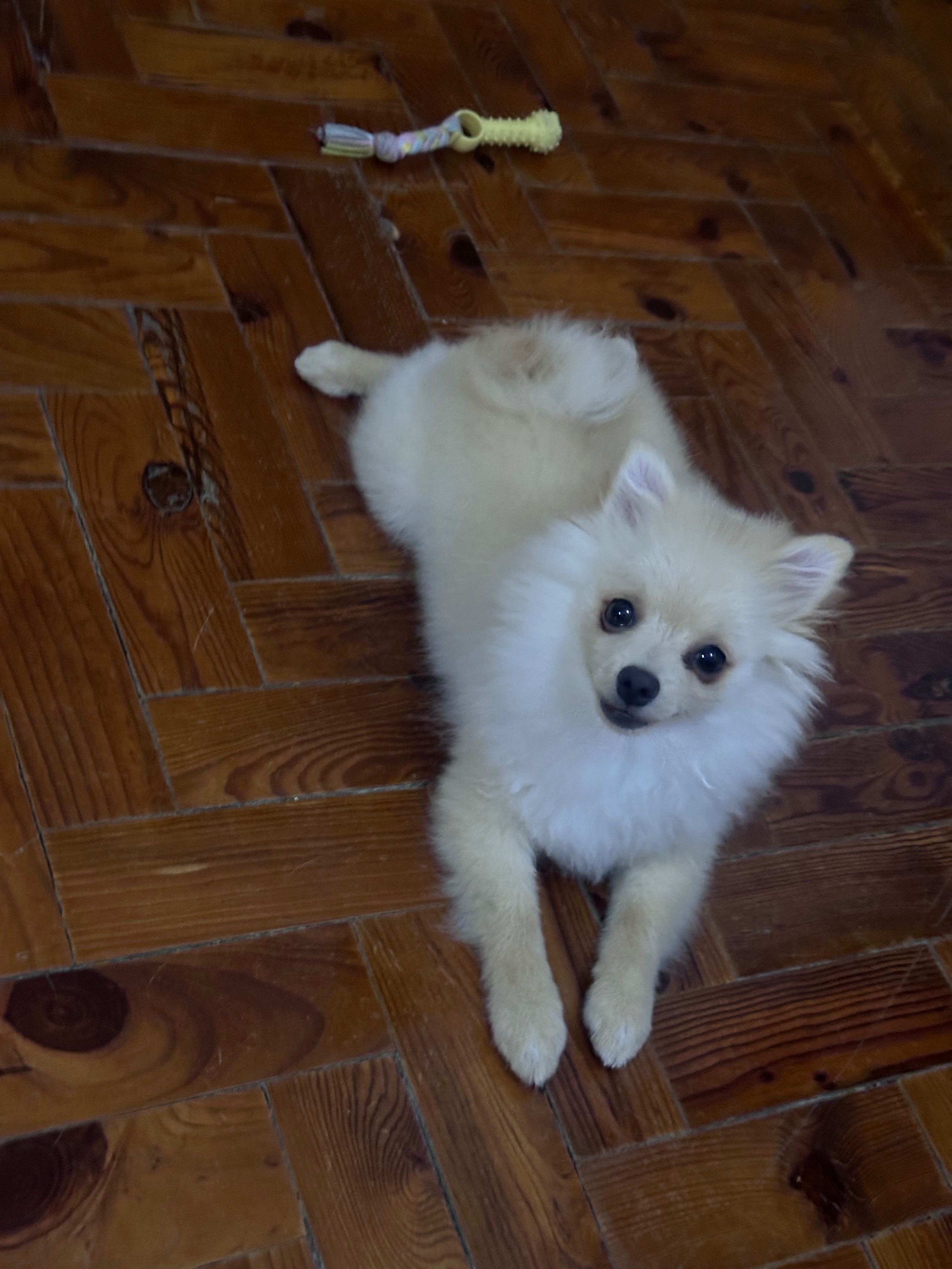 Lulu da Pomerania Procuro namorada