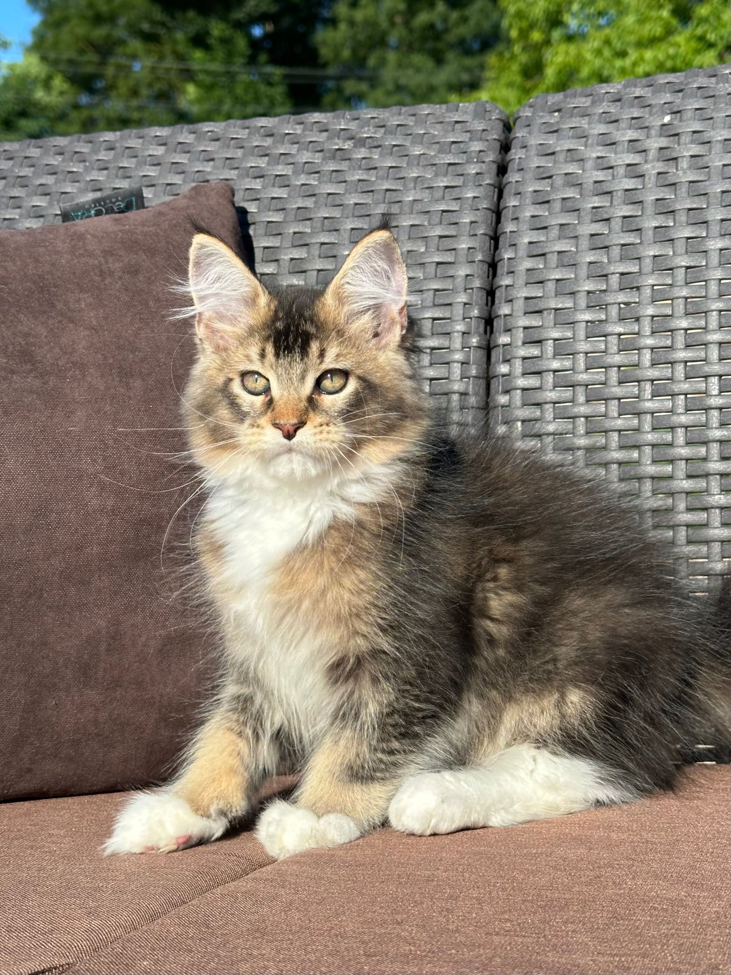 Stark-kocurek Maine Coon
