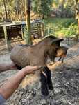 Cabrito anão com 3 meses
