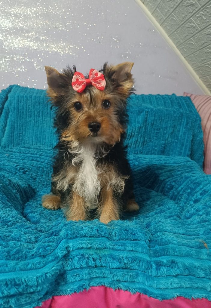 Yorkshire terrier śliczny piesek