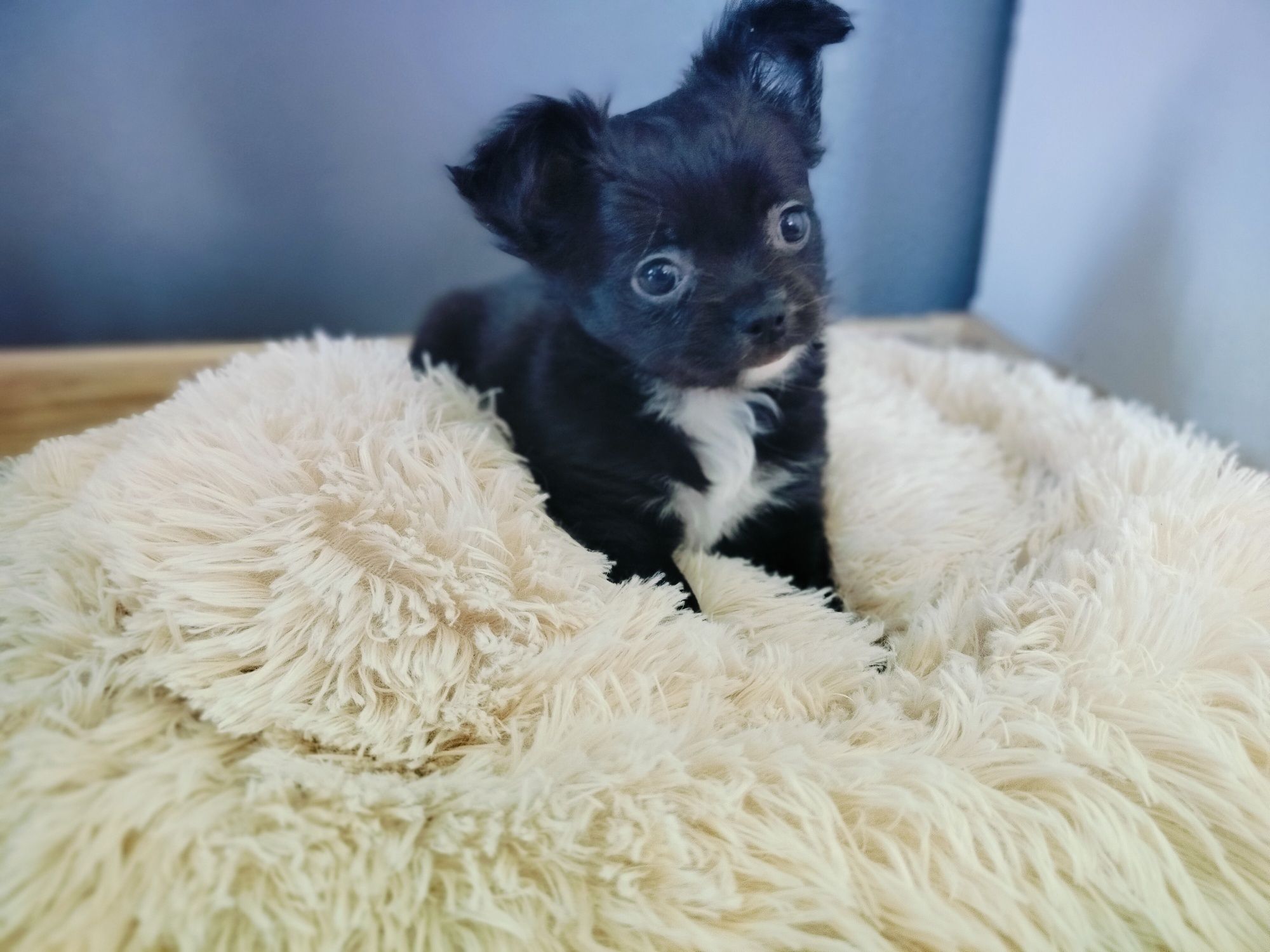 Chihuahua sunia ;)