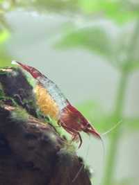 Krewetki Neocaridina davidi, Cherry Shrimp