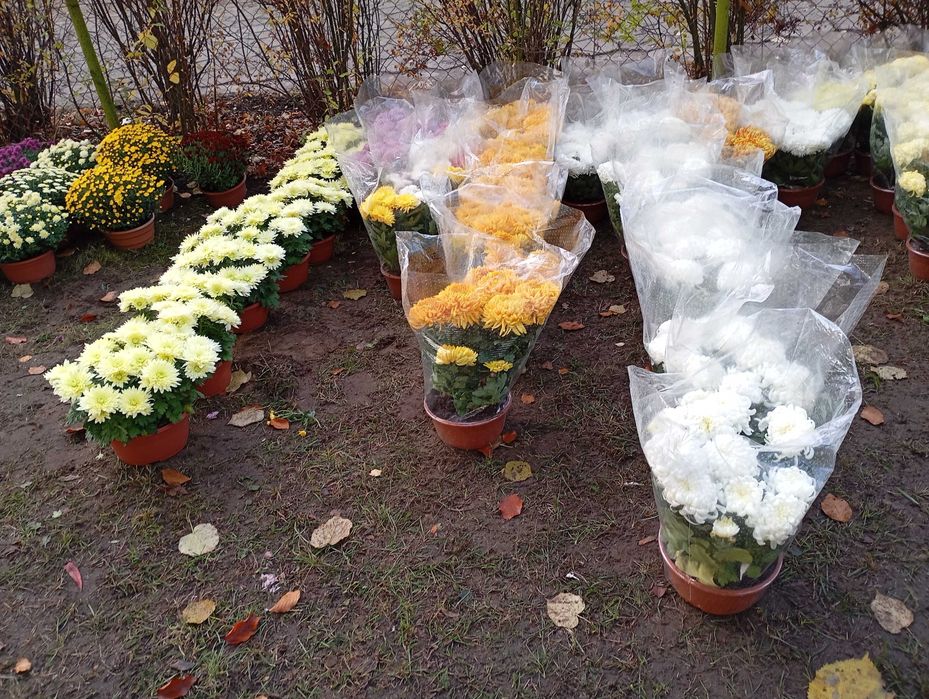 Chryzantemy na cmentarz od 20-40zł