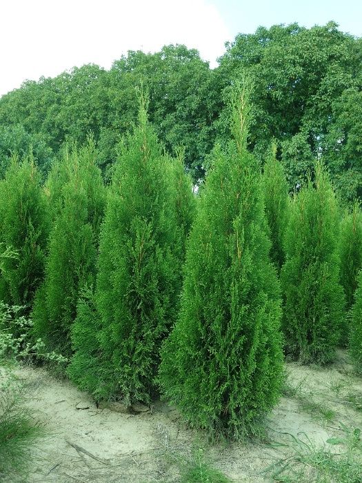 Thuja Smaragd 160,180,200,220 cm! Dowóz! Sadzimy! Tuja Szmaragd! Tuje!