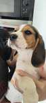 Śliczny piesek rasy Beagle