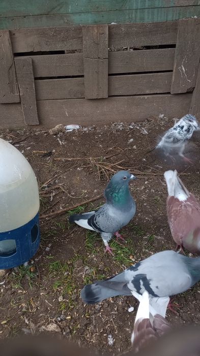 Sprzedam gołębie ( Pocztowe. Ciemne. Jasne) likwidacja hodowli
