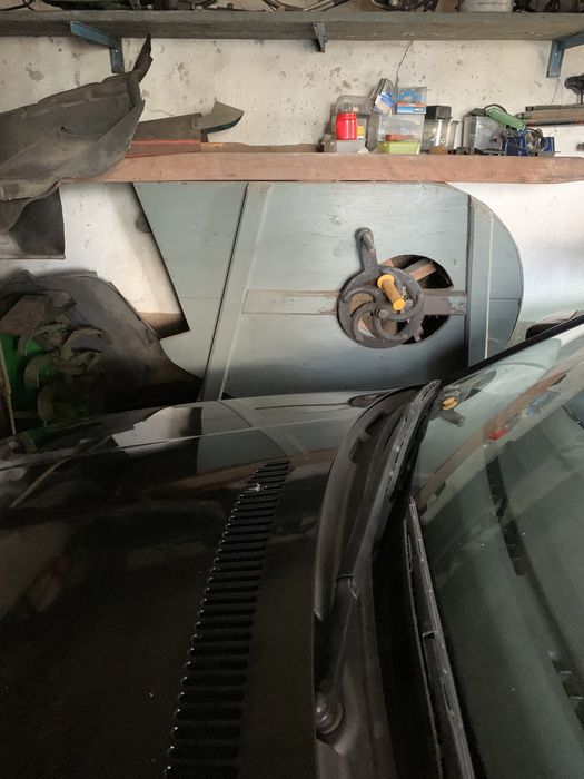 Palmeira dej  jardim