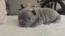 Bulldog Francês macho blue