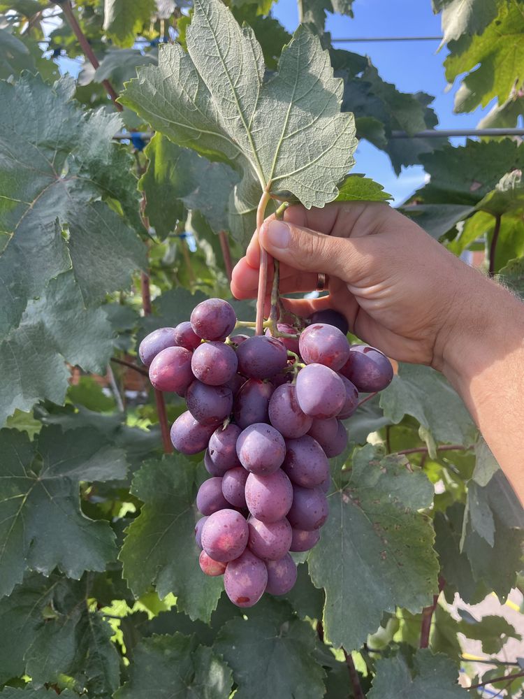 Продам виноград різних сортів