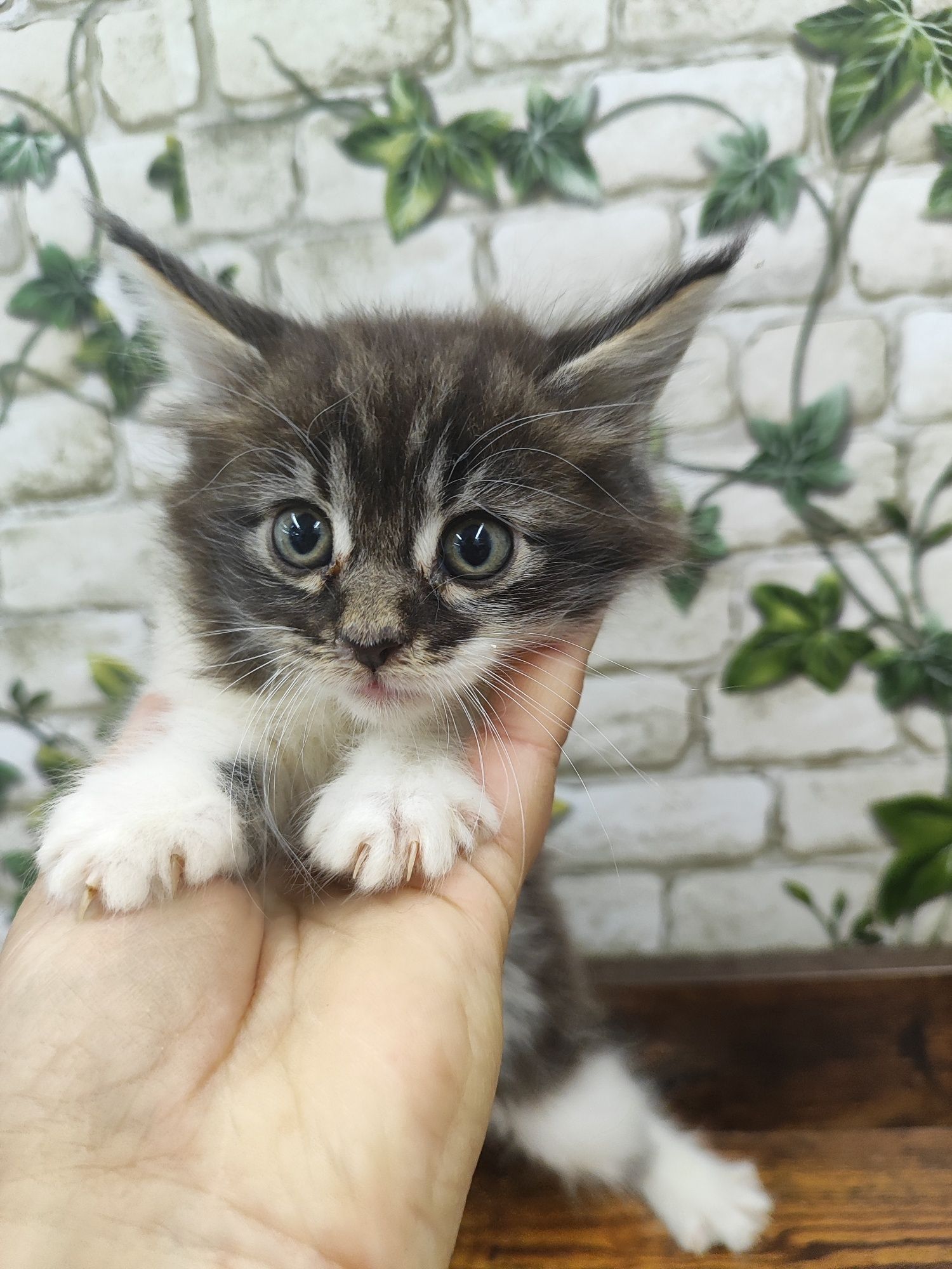 Maine Coon kotka