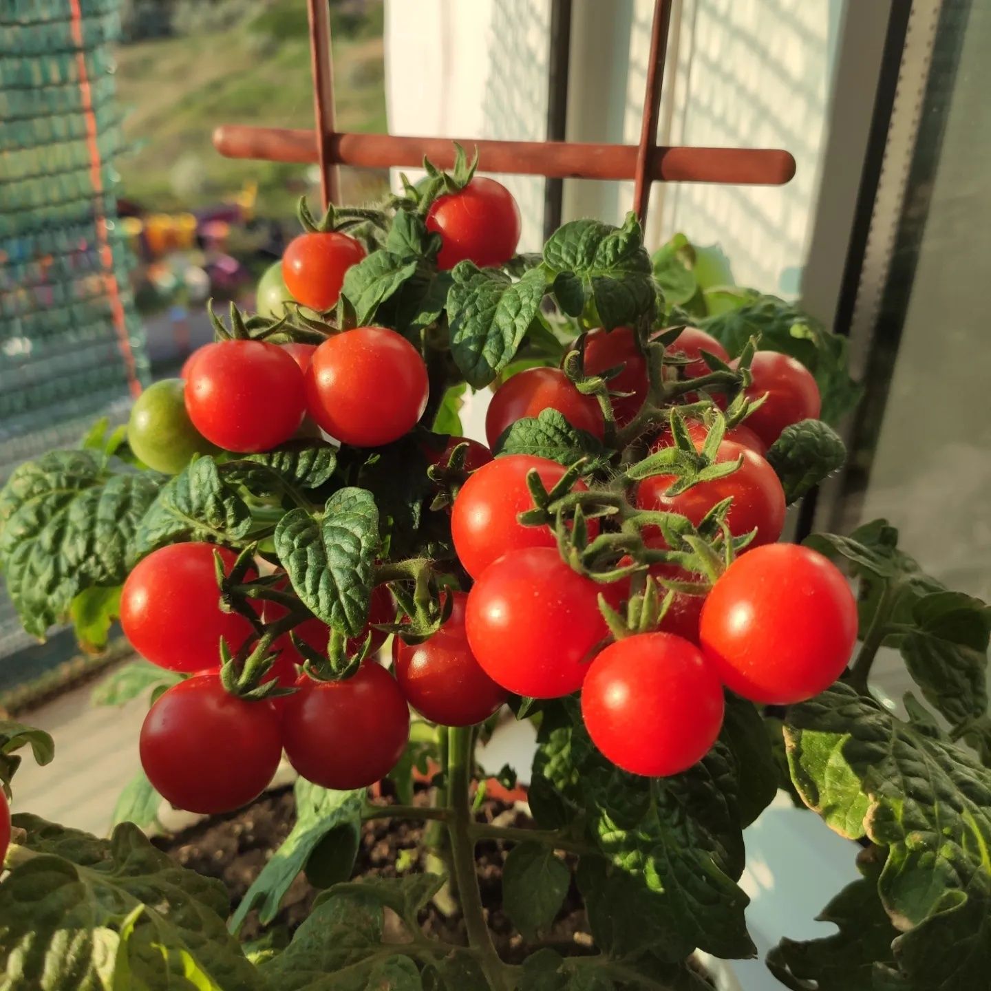 Рассада томат балконный карликовый