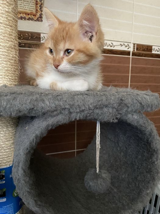 Трехмесячный котенок, умница