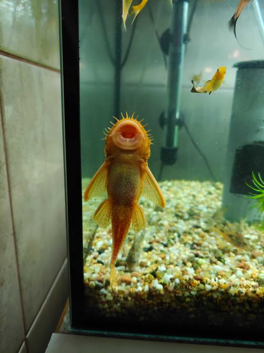 Glonojady Albinos Samica Samiec