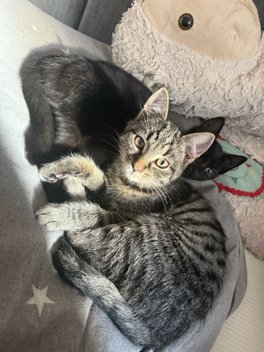 Oddam dwa Kocurki okolo 3/4 miesiecy