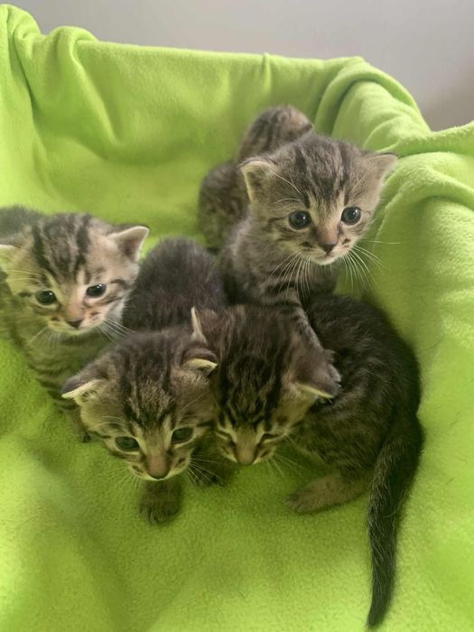 3 małe śliczne koty czekają na nowy dom