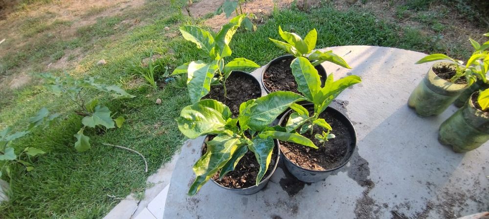 Pés Maracujá Gigante