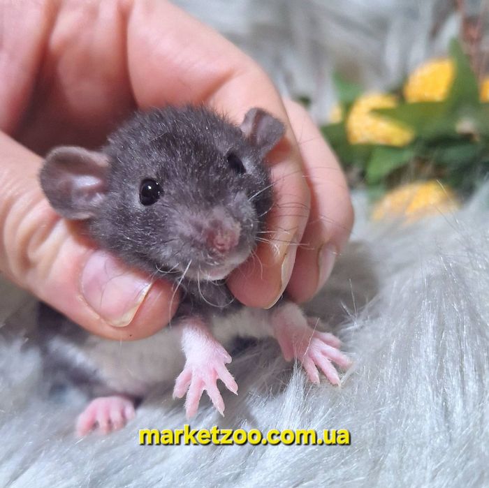 Дівчинка Дамбо Рекс – жива копія Міккі Мауса!