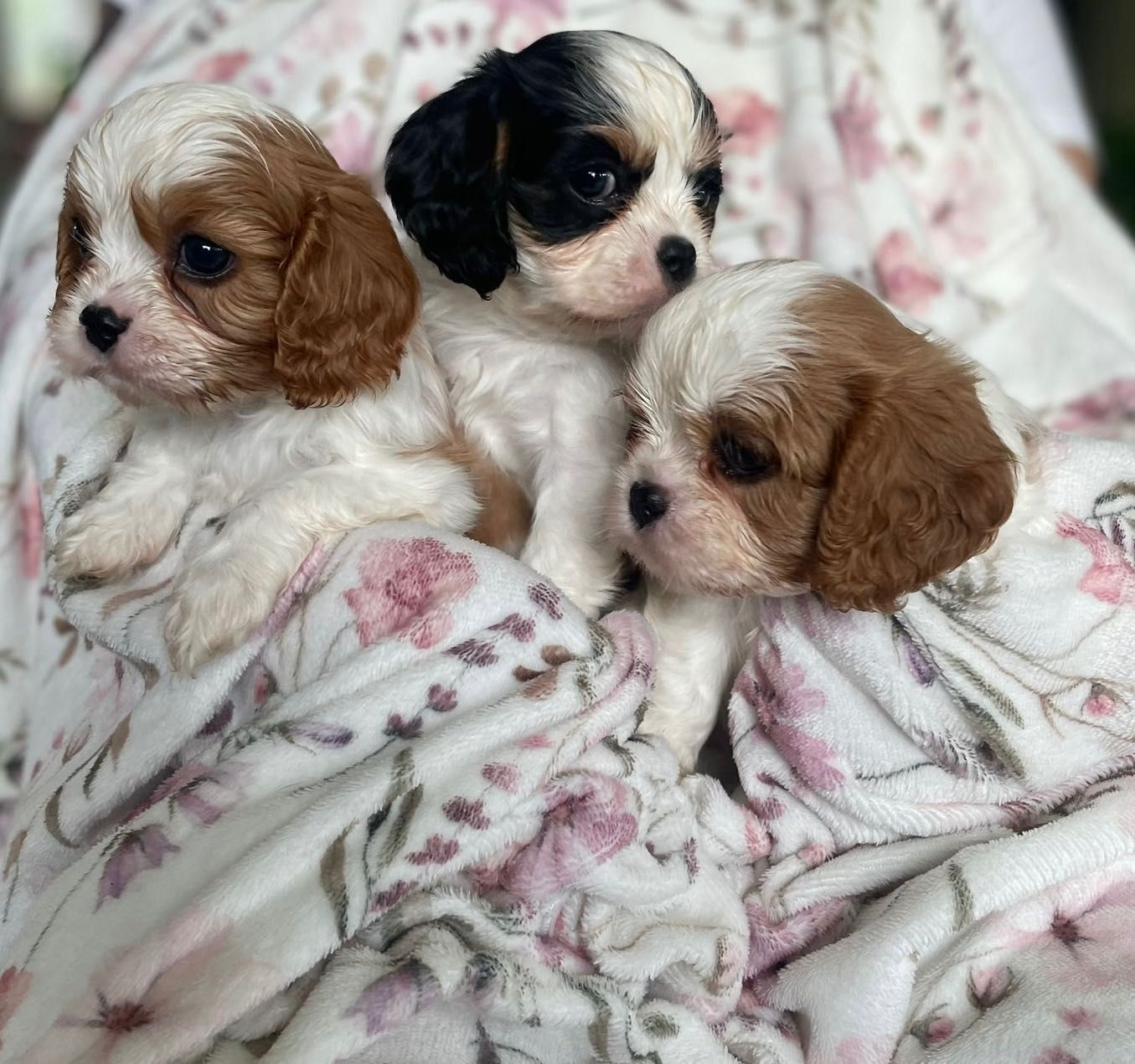 Cavalier king charles spaniel fci
