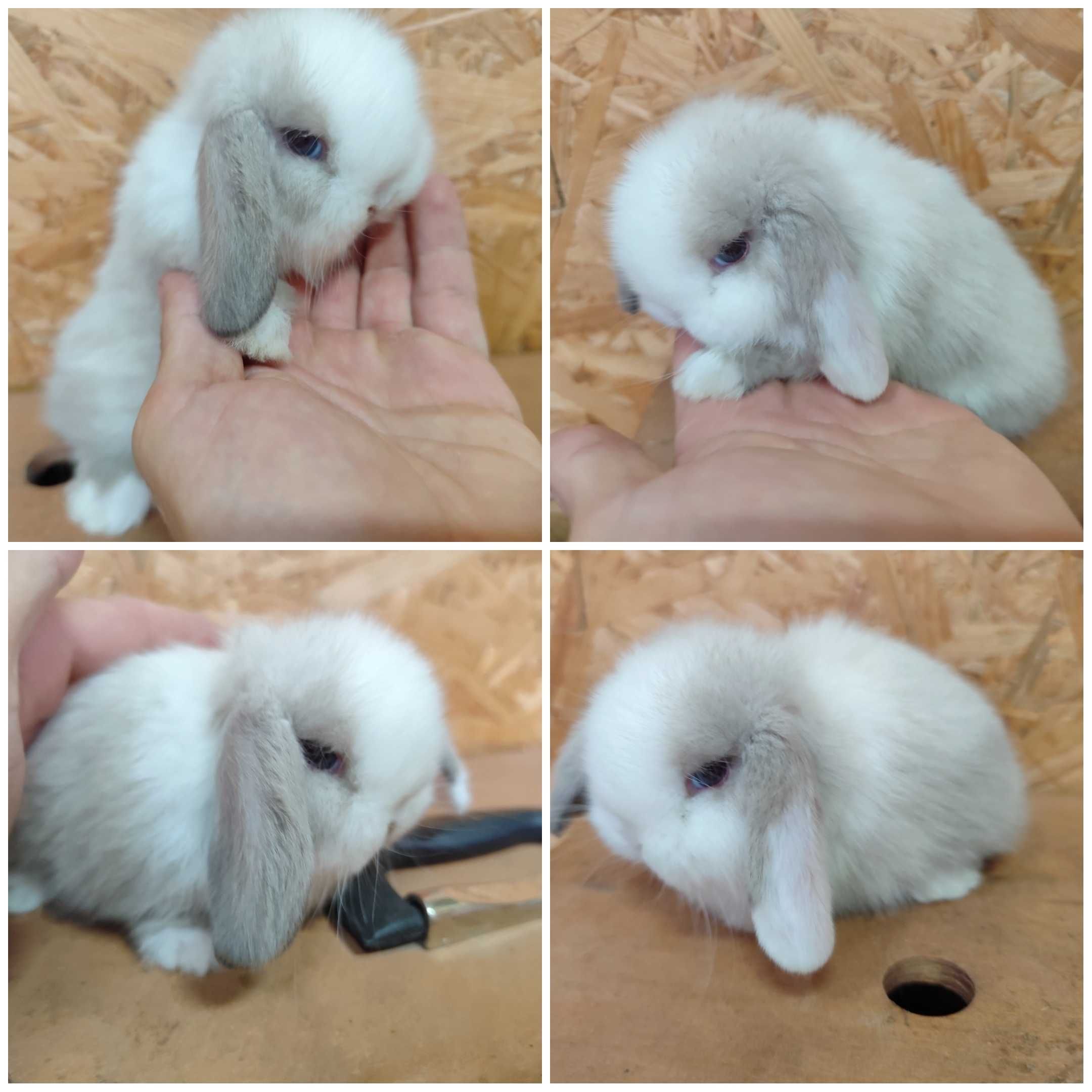 Mini Lop królik karzełek miniaturka rex baranki teddy