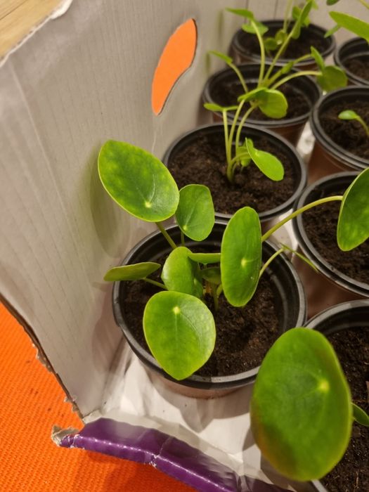 Pilea Pieniążek sadzonki