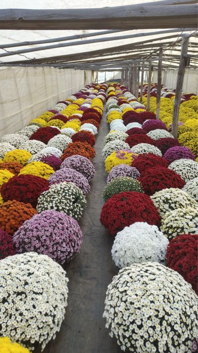 Kwiaty chryzantemy drobnokwiatowe hurt