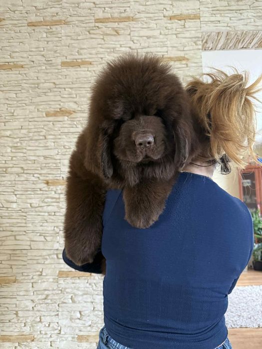 Nowofundland brązowy FCI suczka