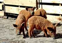 Mangalica Swinia Węgierska!