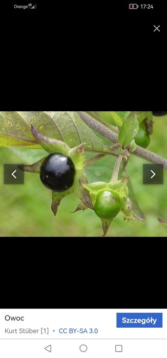 Jagoda wilcza jagoda