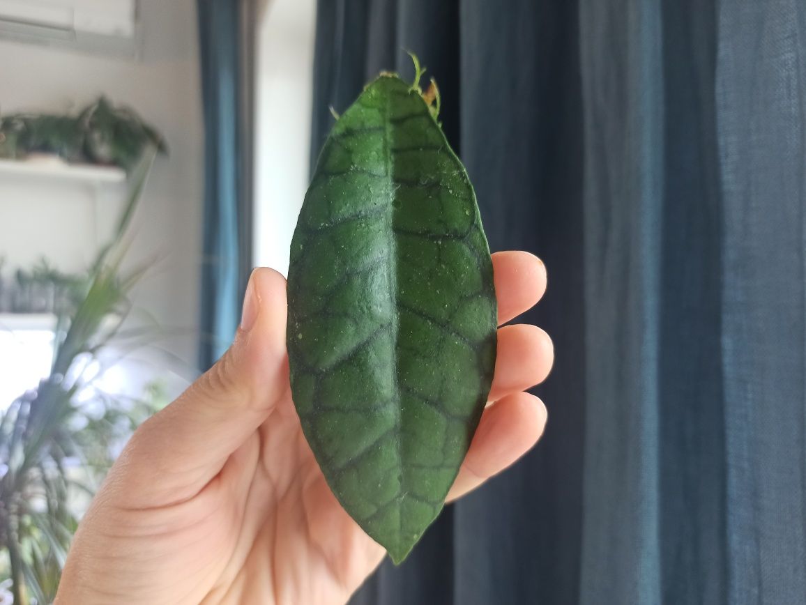Hoya Callistophylla