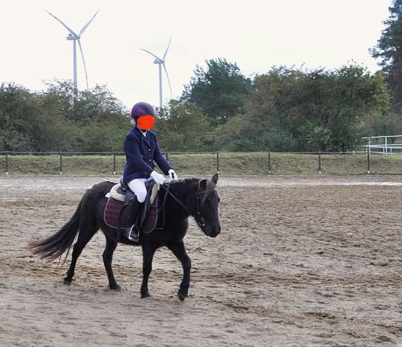 Kuc spokojny na sprzedaż