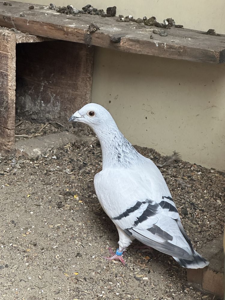 Голуби дамаскі дамаские дамаські