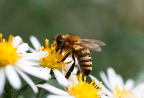 Продам сім'ї бджіл (семьи пчел)