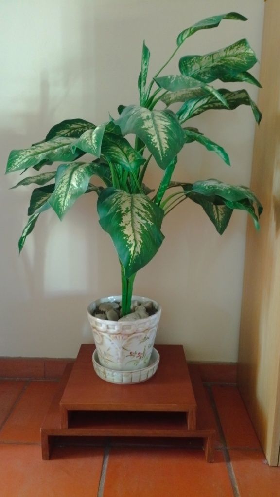 Planta decorativa