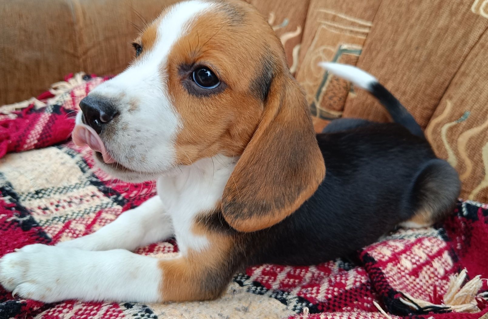 Beagle suczka czystej rasy .