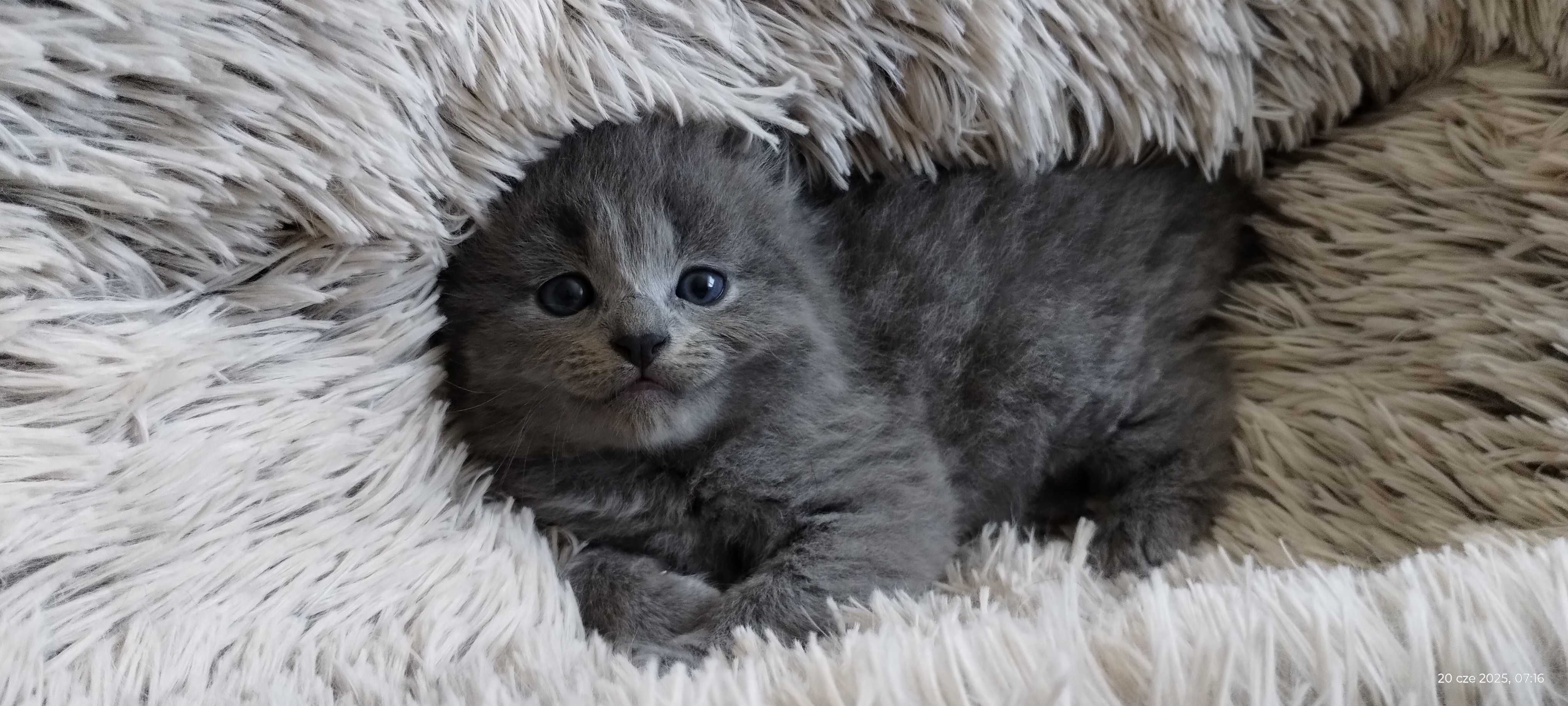 kotek rasy nebelung (rosyjski niebieski długowłosy)