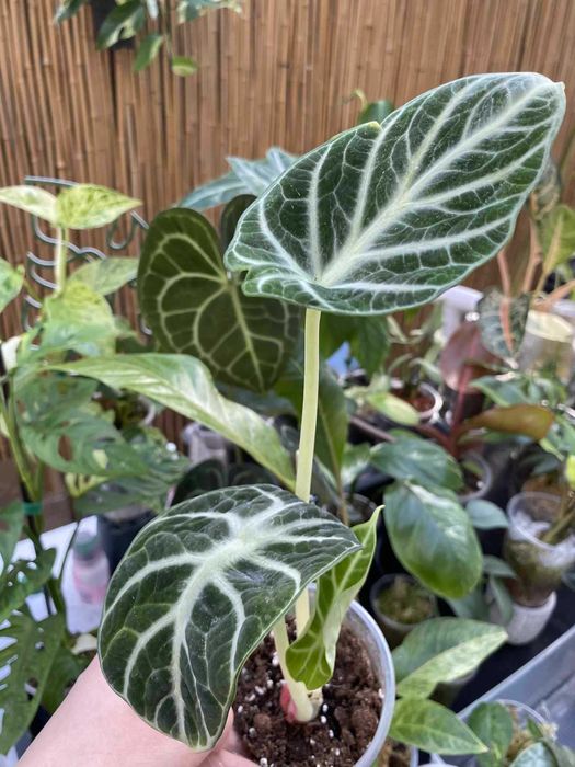 Алоказія Тигрина,ніндзя,гагеаана аурея і лаутербахіана вар, купрея