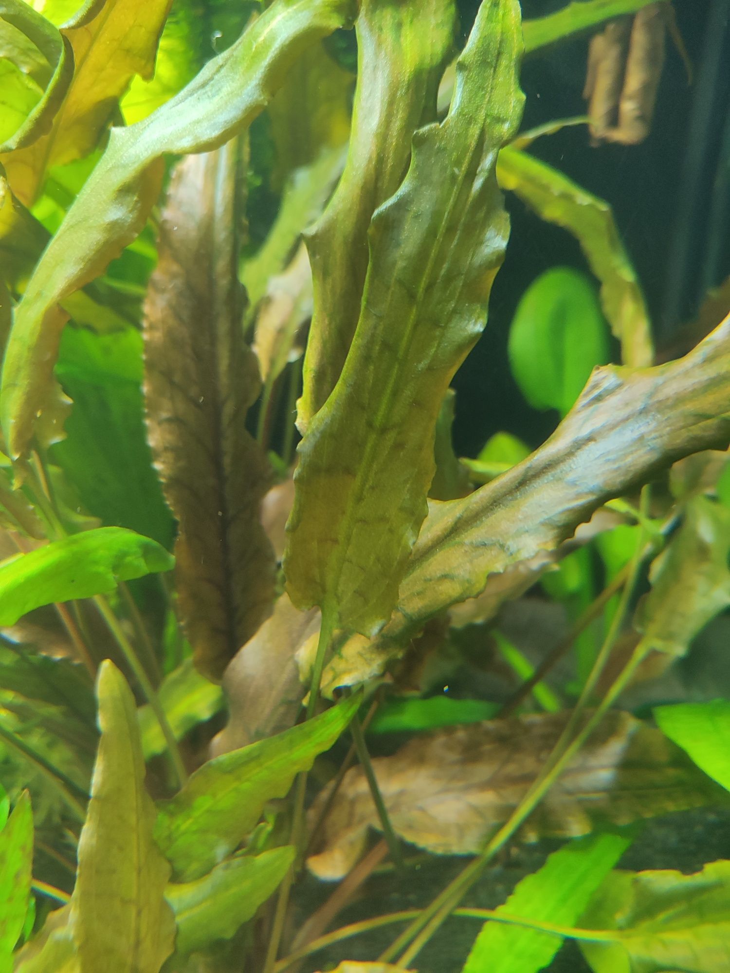 Cryptocoryne wendti Red. Kryptokoryna czerwona. Roślina do akwarium