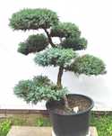 Bonsai Niwaki Jałowiec Blue Carpet
