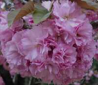 Wiśnia japońska 'KANZAN' ... Pięknie kwitnie ...