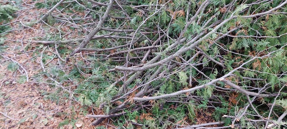 Drewno, drzewo, gałęzie z obcinki tui, thui oddam za darmo