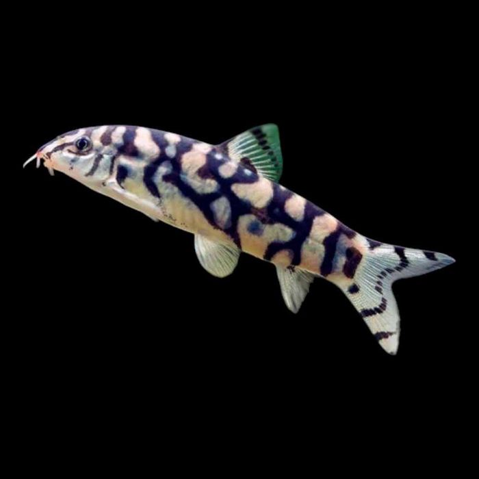 bocja siatkowana SKLEP ŻYRAFA