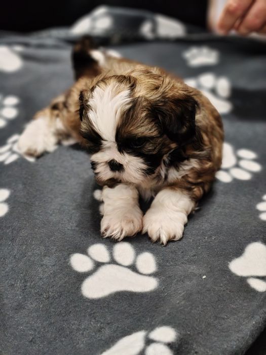 Piękny Shih Tzu z rodowodem