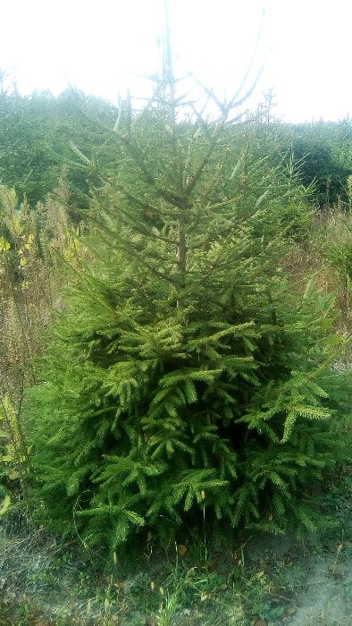 choinka, dowóz, świerk srebrny, pospolity, 1/2,5m