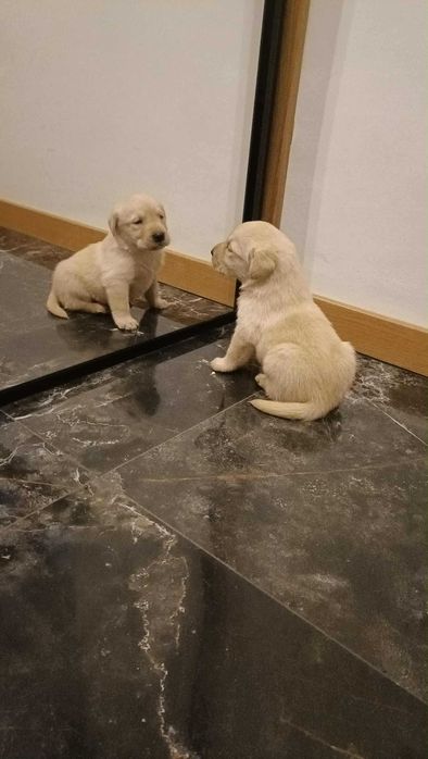 Labrador biszkoptowy