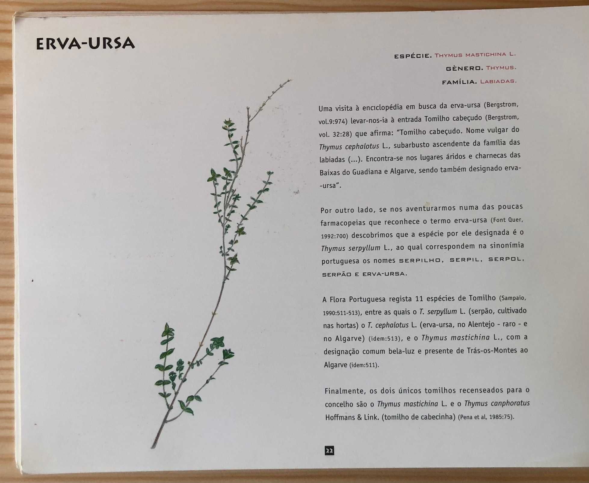 Ervas e Cheiros - Espécies Aromáticas e Medicinais concelho de Mértola