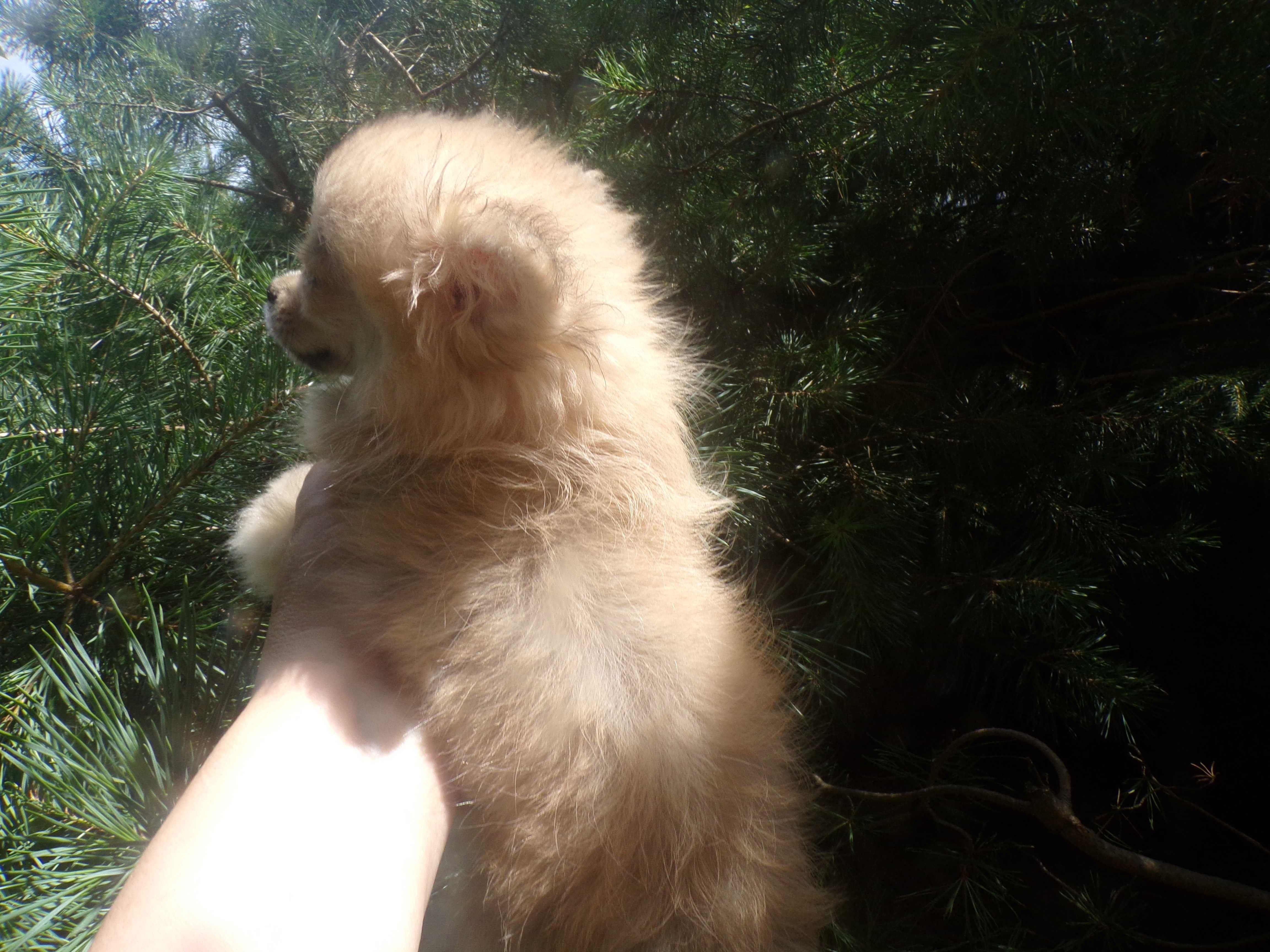 Sprzedam bardzo ładną suczkę chihuahua długowłosą