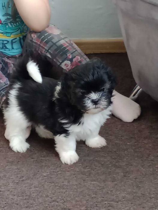 Piesek Shih Tzu gotowy na zmianę domu