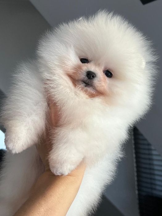 Piękna suczka Pomeranian FCI zkwp szpic miniaturowy