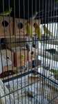 Troco 2 casais de periquitos por casal de canários