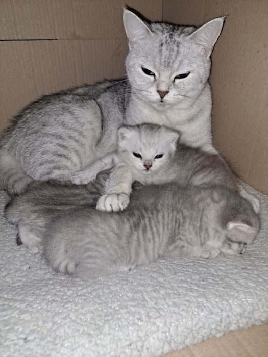 Кошенята на Миколая СРІБНА ШИНШИЛА неймовірні кошенята